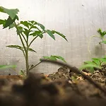 Vila Flora ホステル